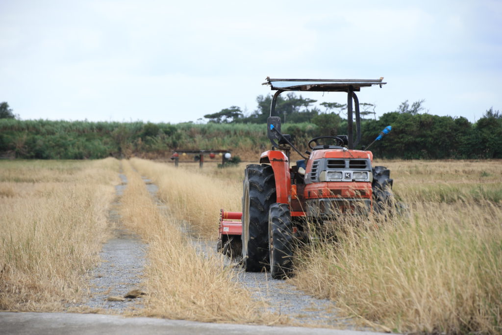 伊是名酒造　稲刈り